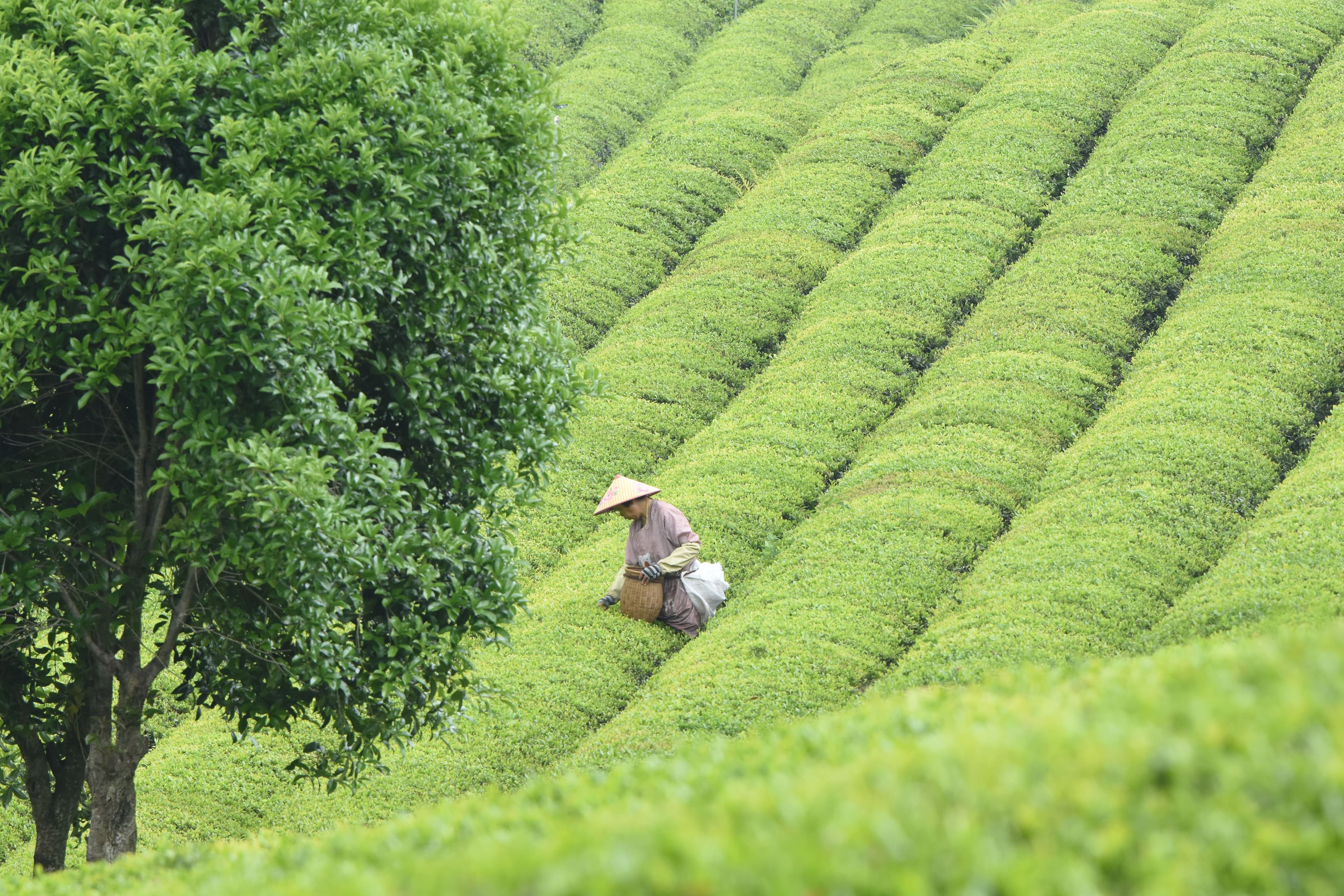 Te Sorter: Oolong